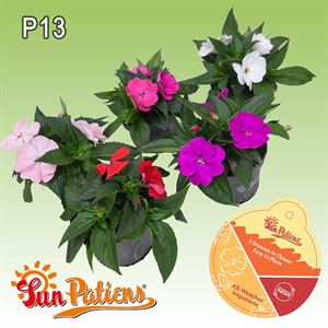 Bild von Impatiens Sun Patiens P13 Divers